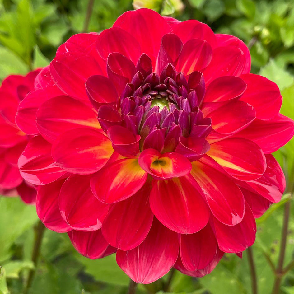 Dahlia 'Turkish Delight'
