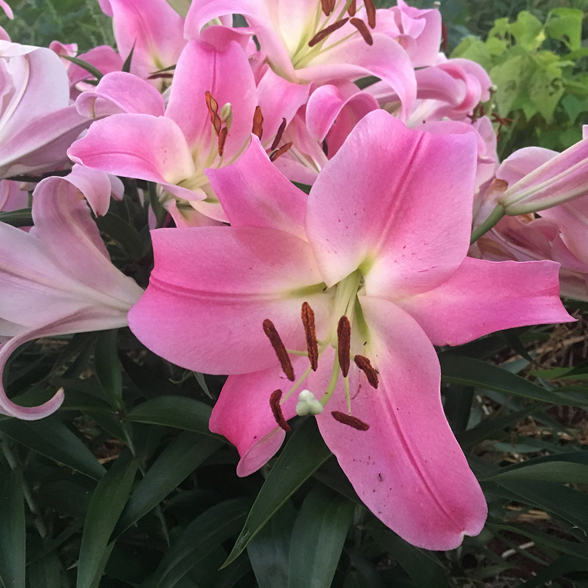 Lilium 'Competition' (3 Bulbs)