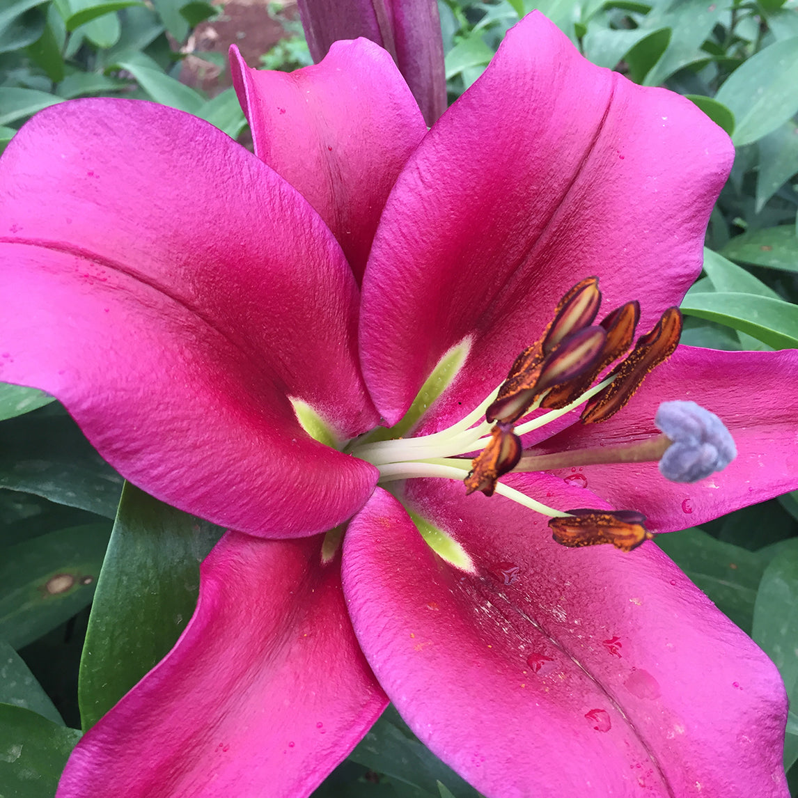 Lilium 'Palazzo' (3 Bulbs)