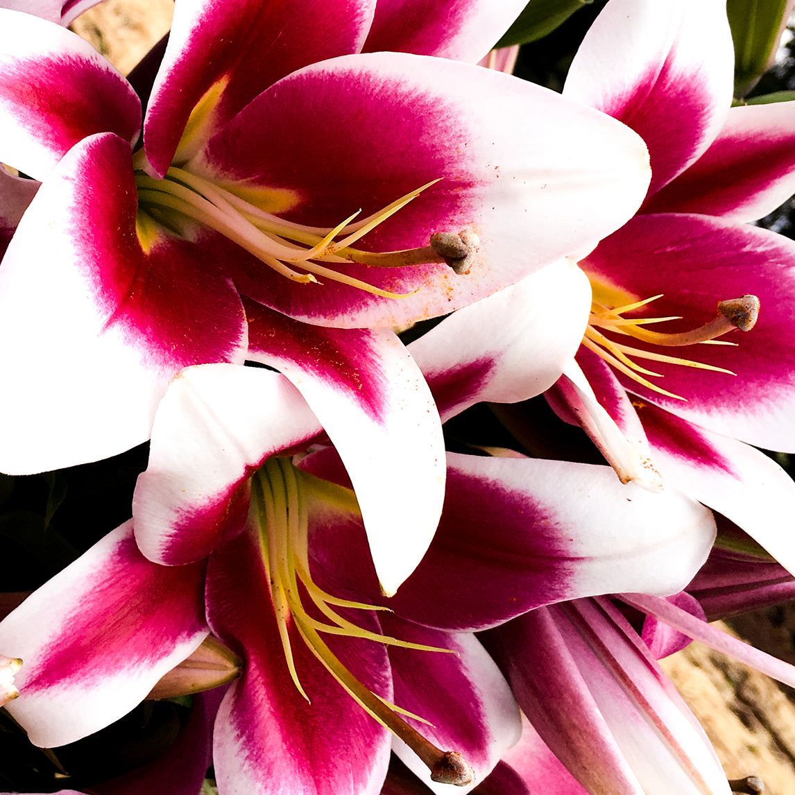 Lilium 'Silk Road (3 Bulbs) - Sold out for the Season
