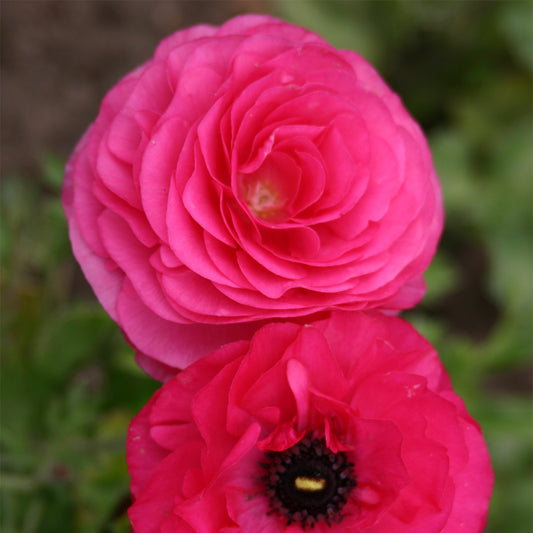 Ranunculus 'Pink'