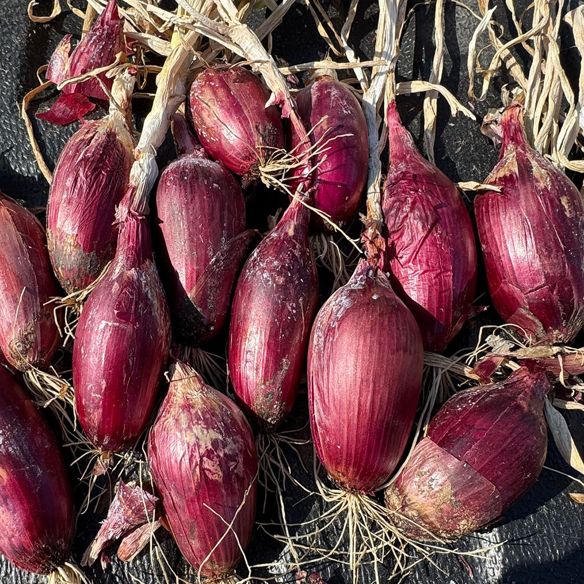 Red Banana Shallots (5 Bulbs)