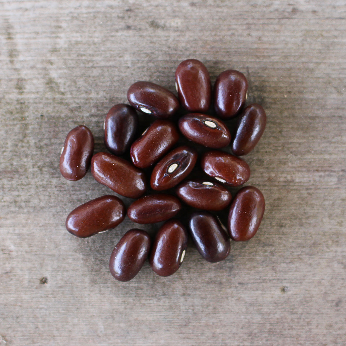 Bean 'Australian Butter' (Organic)