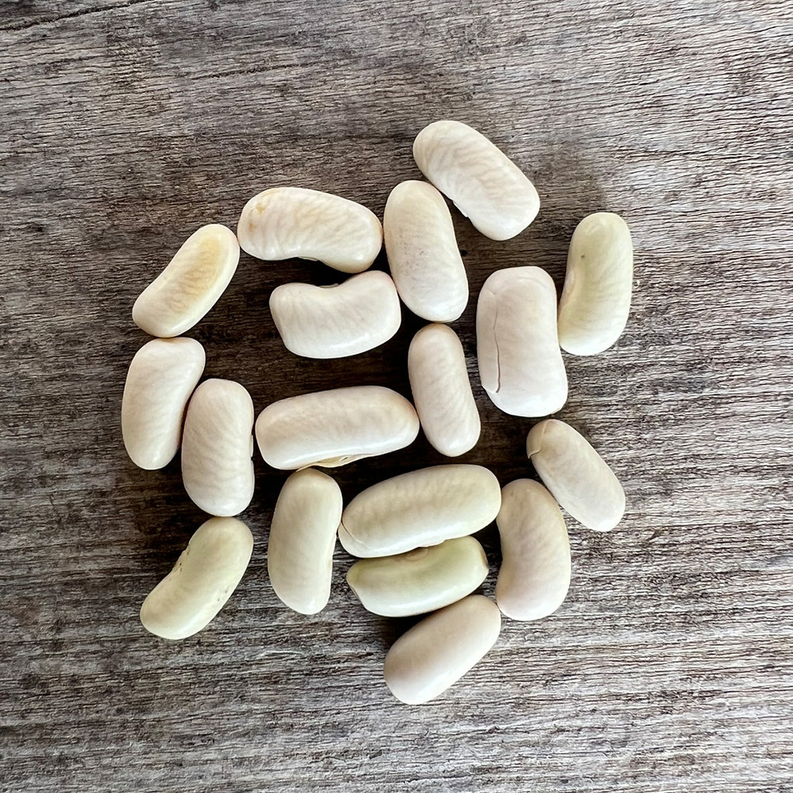 Bean 'Baby Sun'