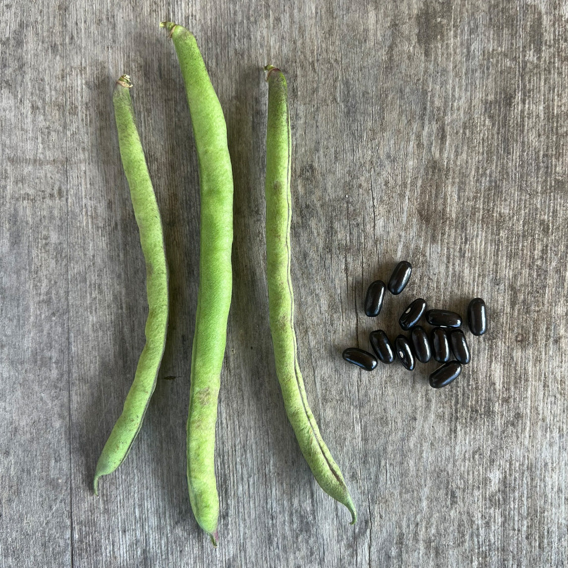 Bean 'Cherokee Trail Of Tears' (Organic)