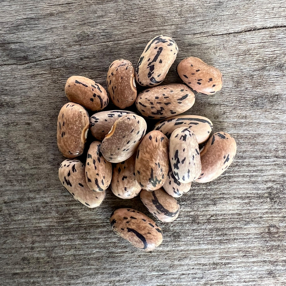 Bean 'Dragon's Tongue'