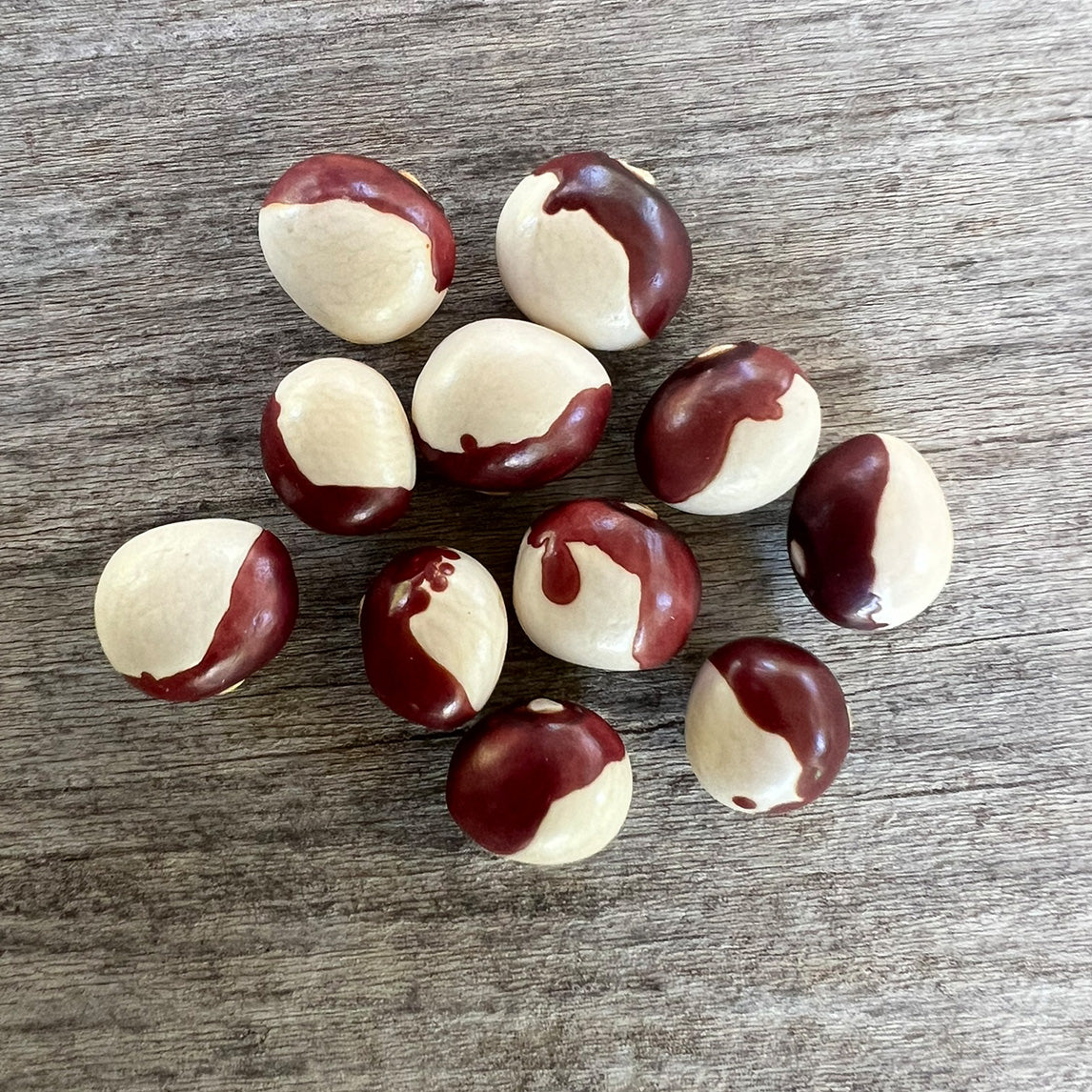 Bean 'Frost' (Organic)