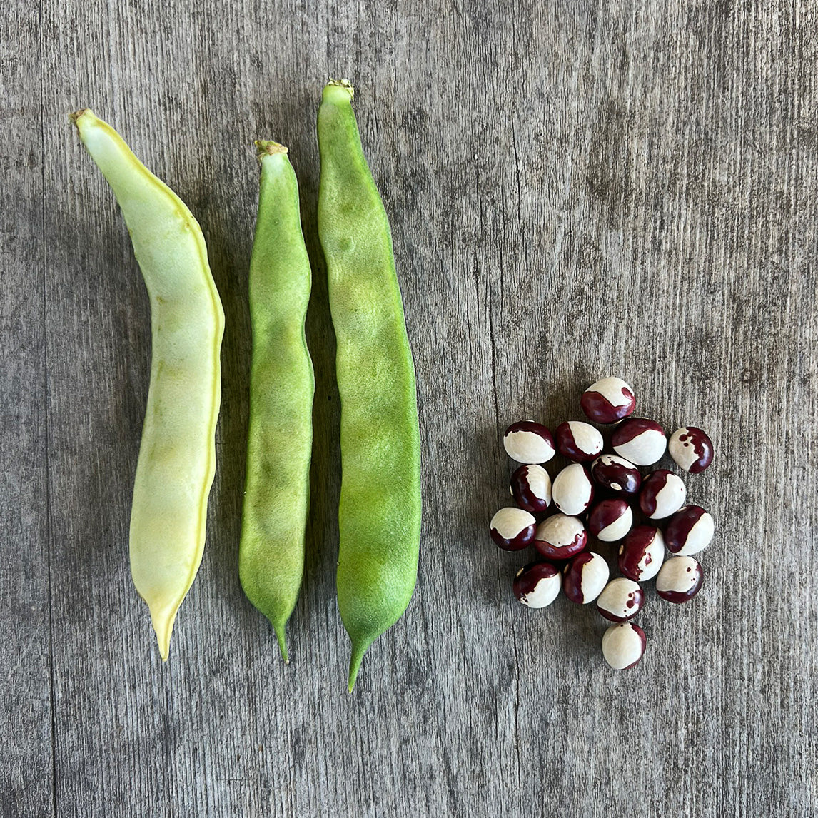 Bean 'Frost' (Organic)