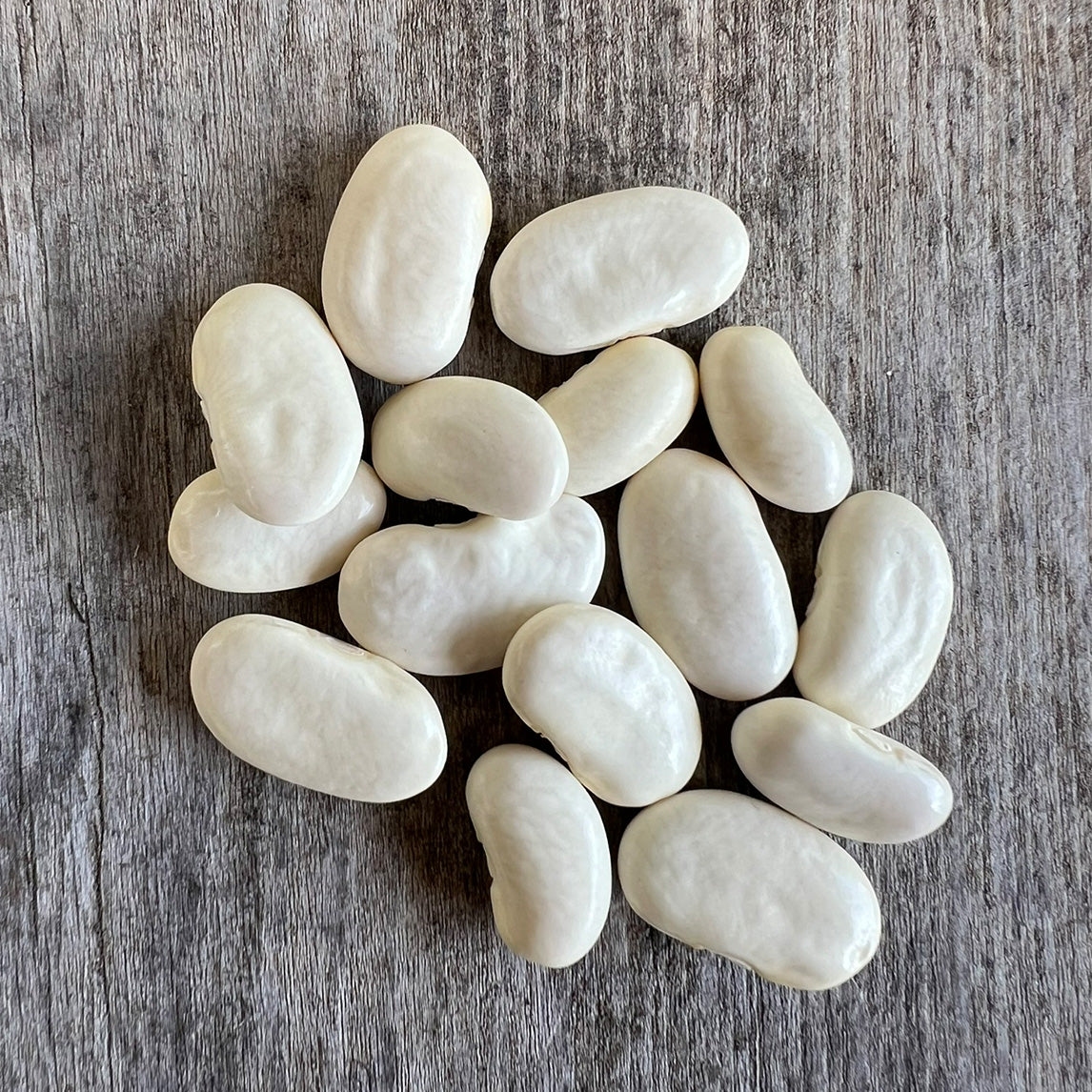 Bean 'Haricot' (Organic)