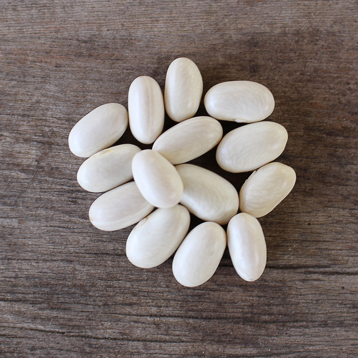 Bean 'Italian Romano'