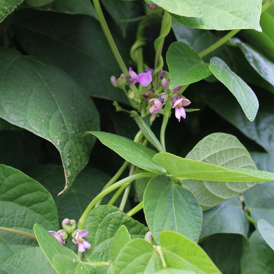 Bean 'Jembo Polish Pole'