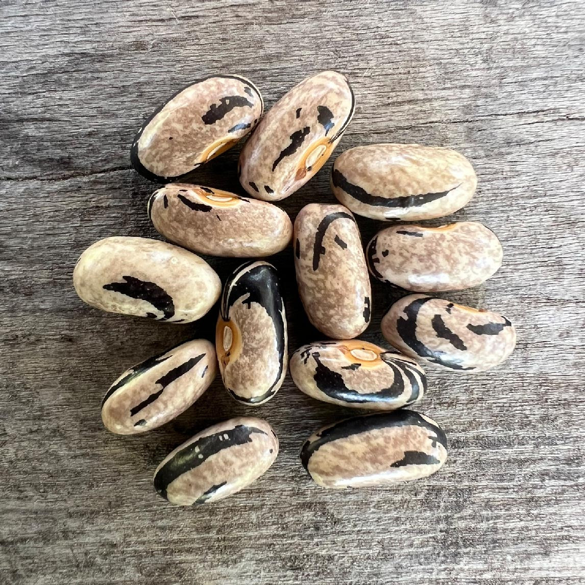 Bean 'Jembo Polish Pole'