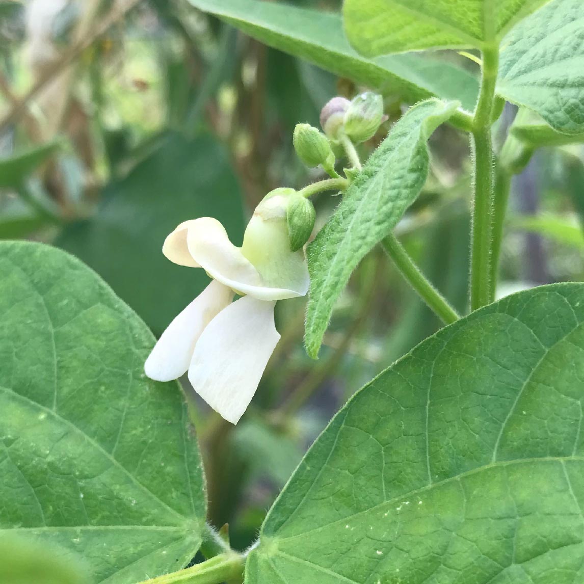 Bean 'Kahnawake Mohawk'
