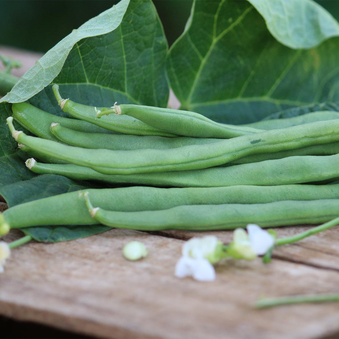Bean 'Lazy Housewife' (Organic)