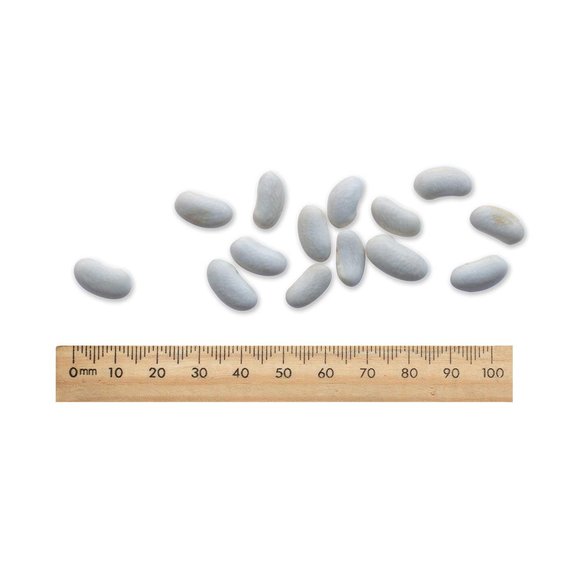 Bean 'Lazy Housewife' (Organic)