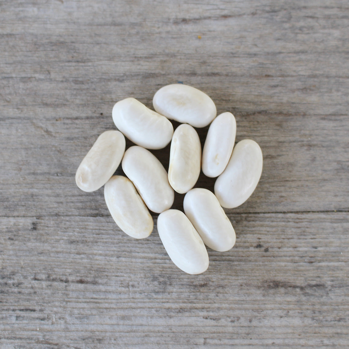 Bean 'Lazy Housewife' (Organic)