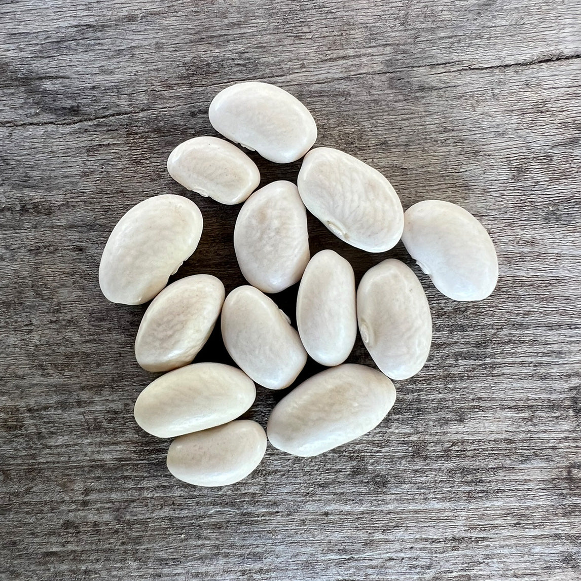 Bean 'Northeaster' (Organic)