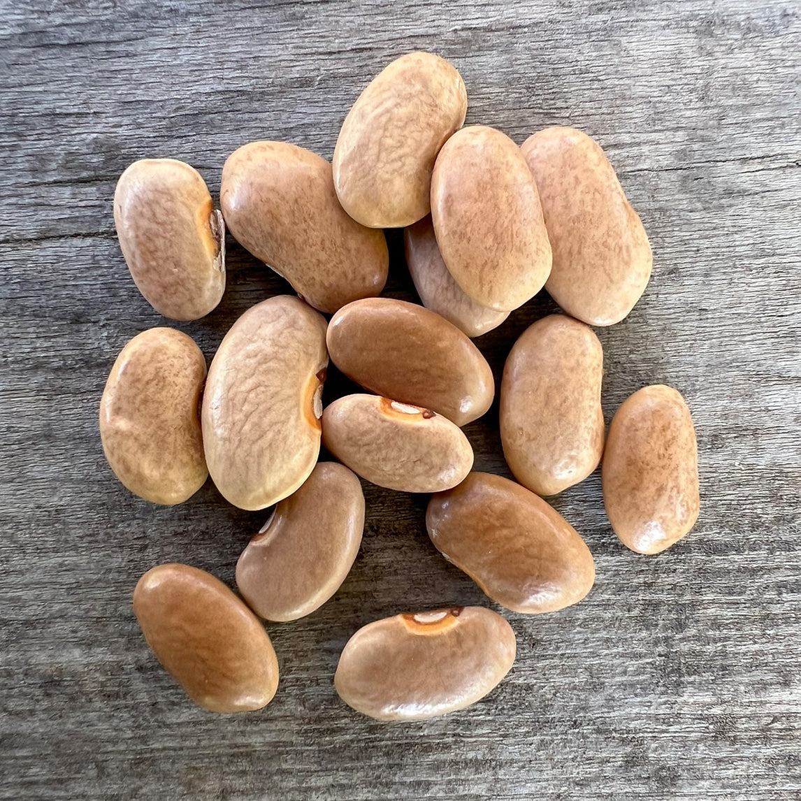 Bean 'Purple King' Climbing (Organic)