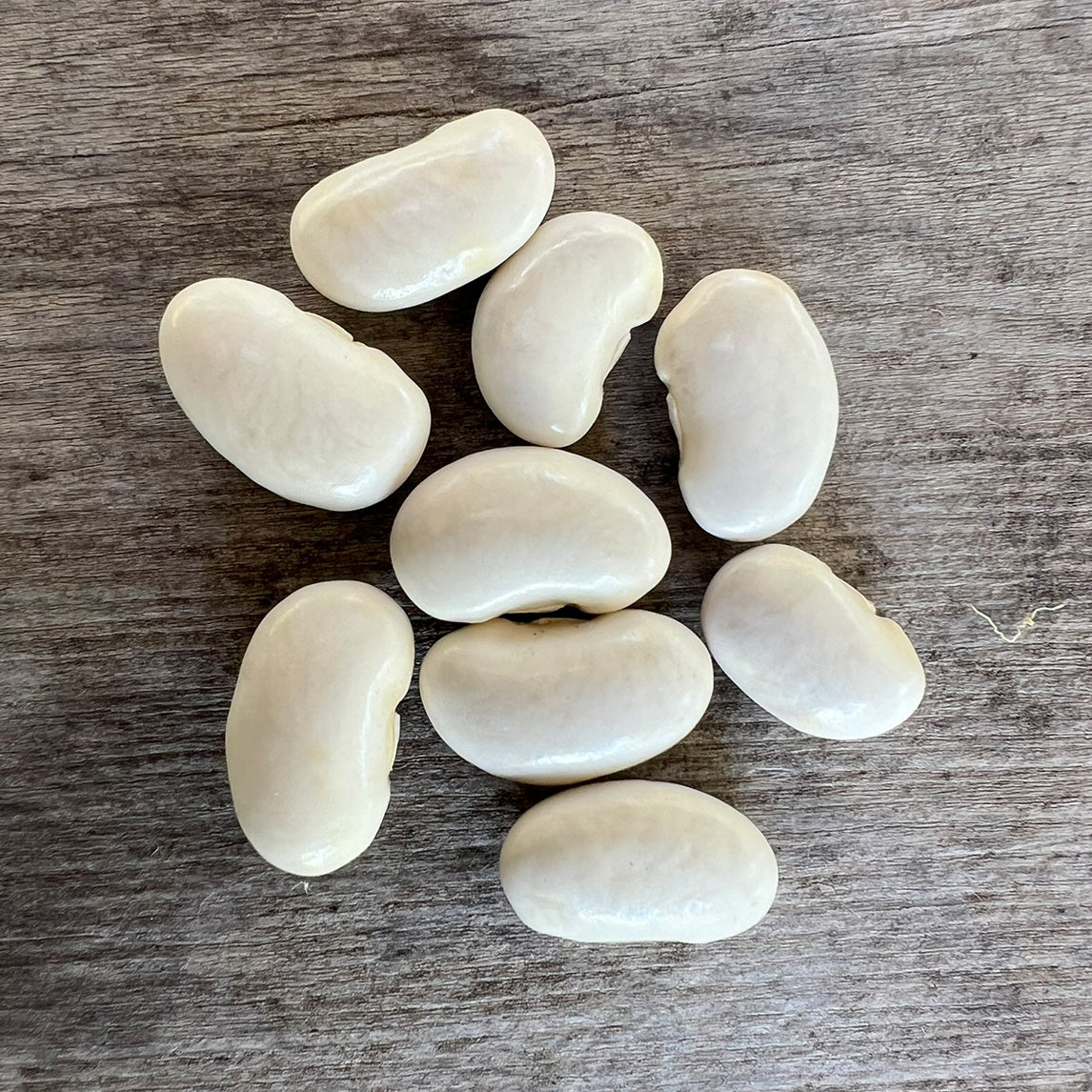 Bean 'White Lady'