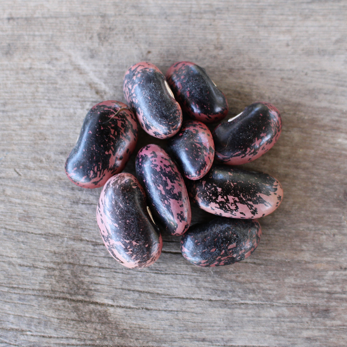 Bean 'Scarlet Runner'