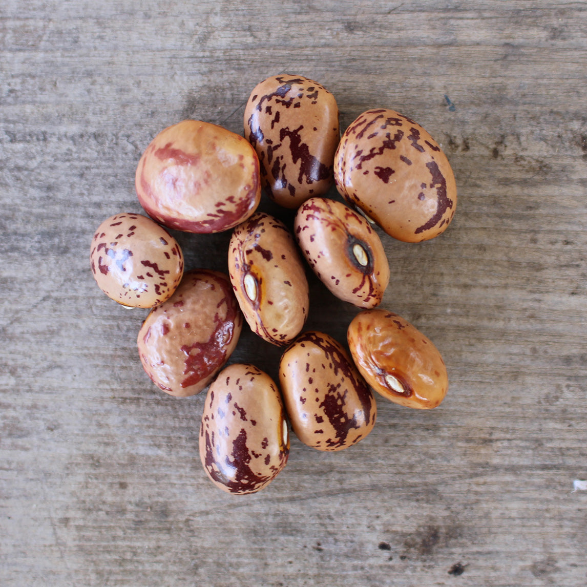 Bean 'Speckled Cranberry' (Organic)