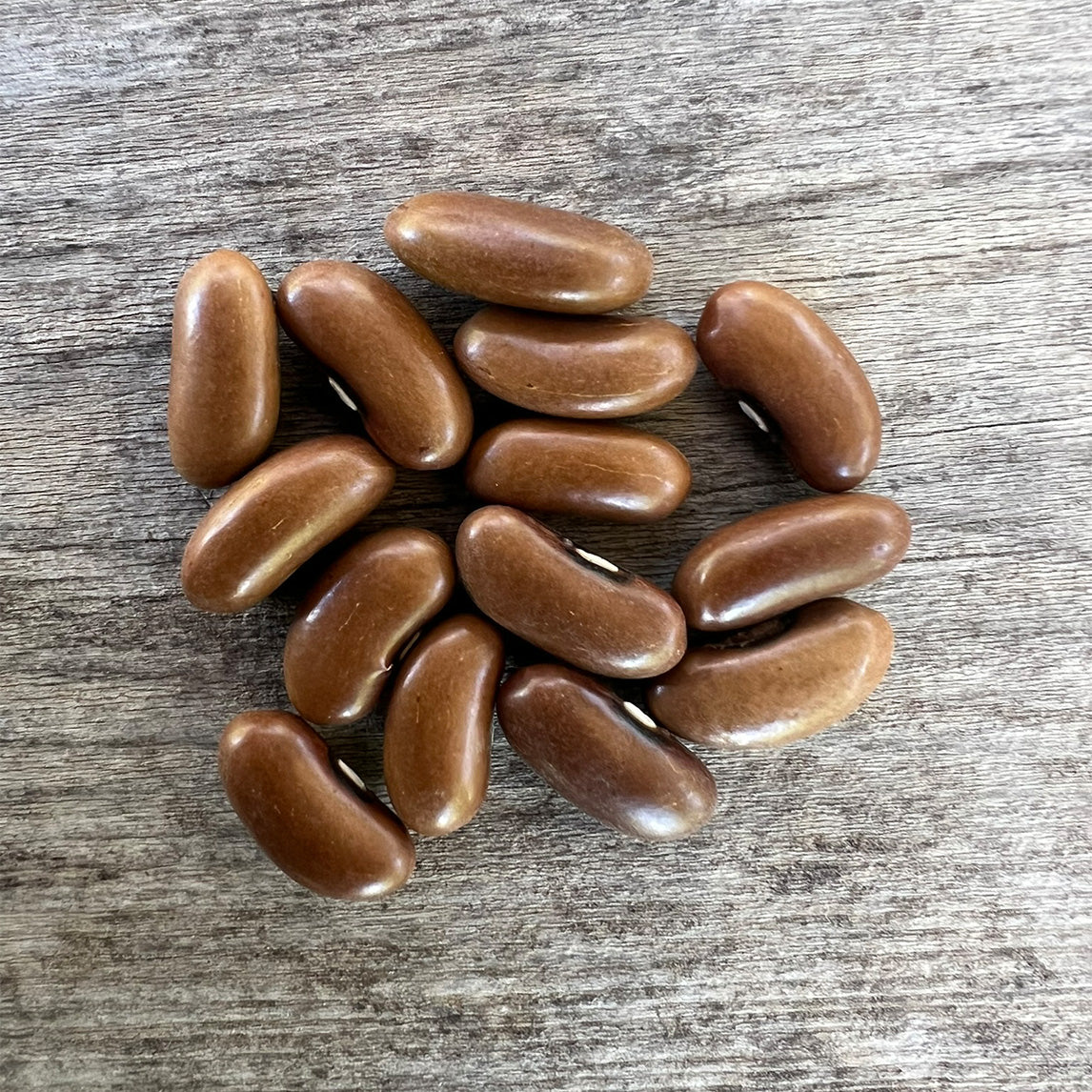 Bean 'Stringless Pioneer'