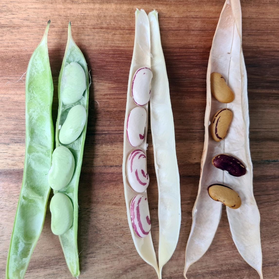 Bean 'Tiger's Eye' (Organic)