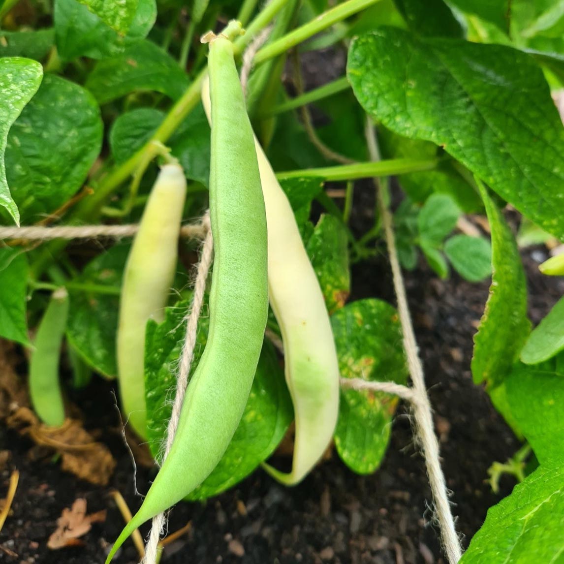 Bean 'Tiger's Eye' (Organic)