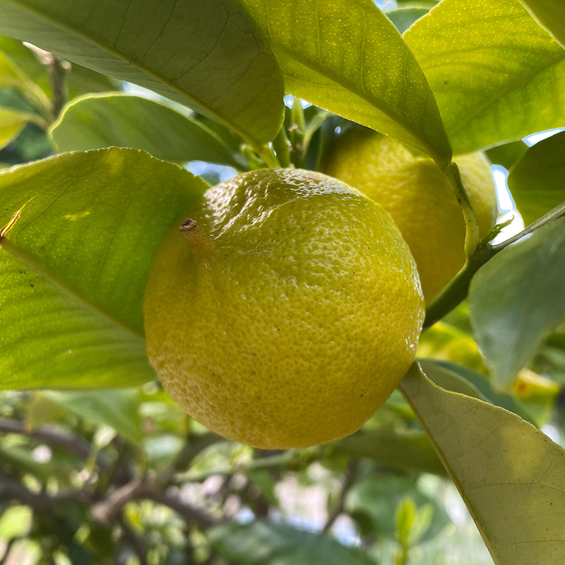 Orange Bergamot