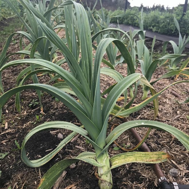 Arabella Elephant Garlic (3 Cloves)