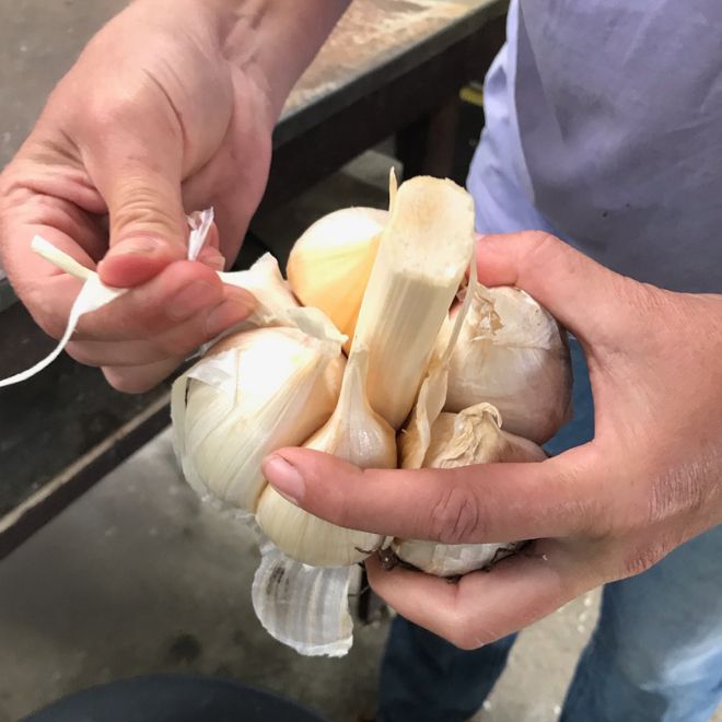 Arabella Elephant Garlic (3 Cloves)