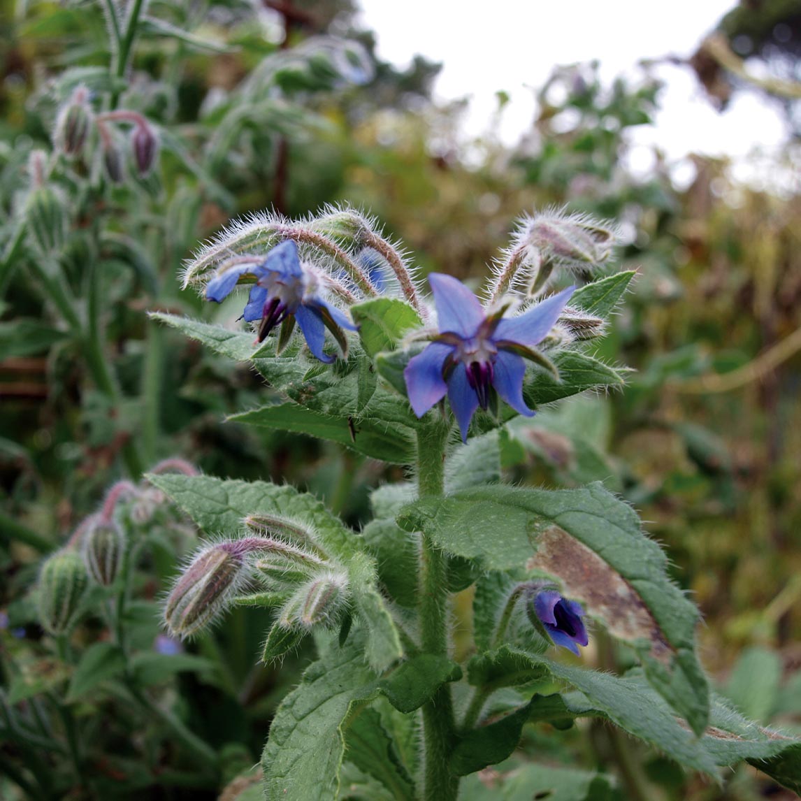 Blue Borage