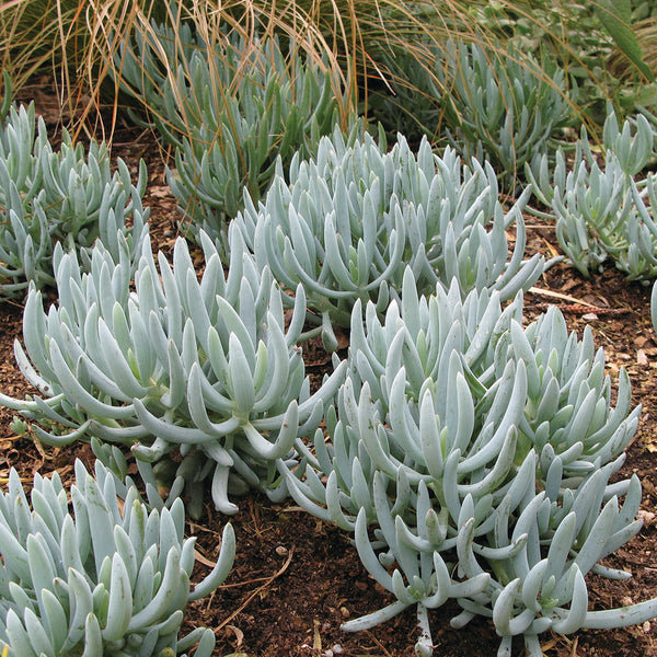 blue chalk sticks succulent Blue Chalk Sticks