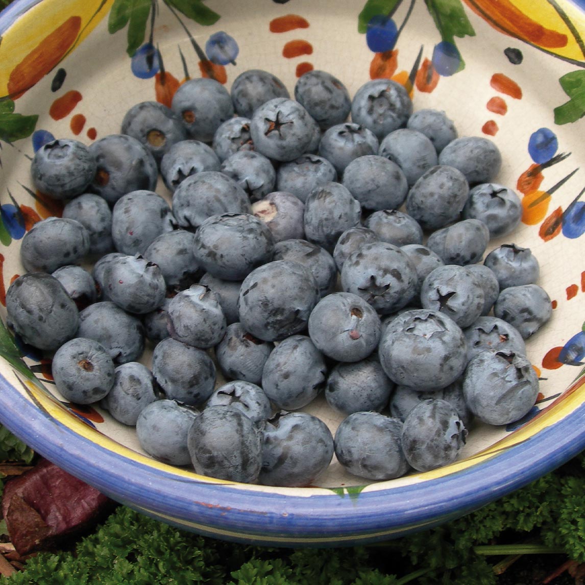 Blueberry 'Sunshine Blue'