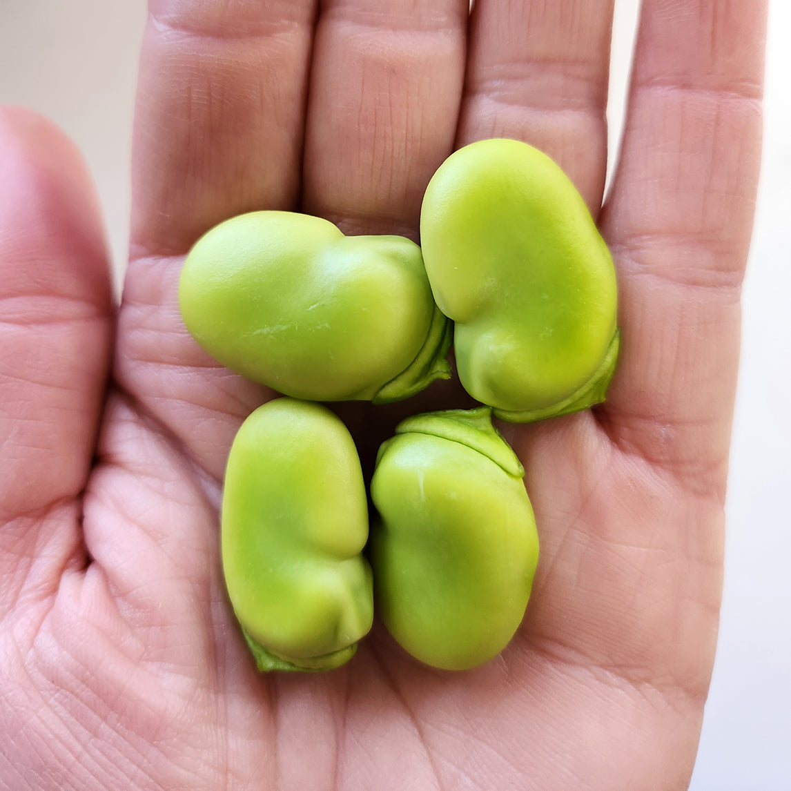 Broad Bean Aprovecho (Organic)