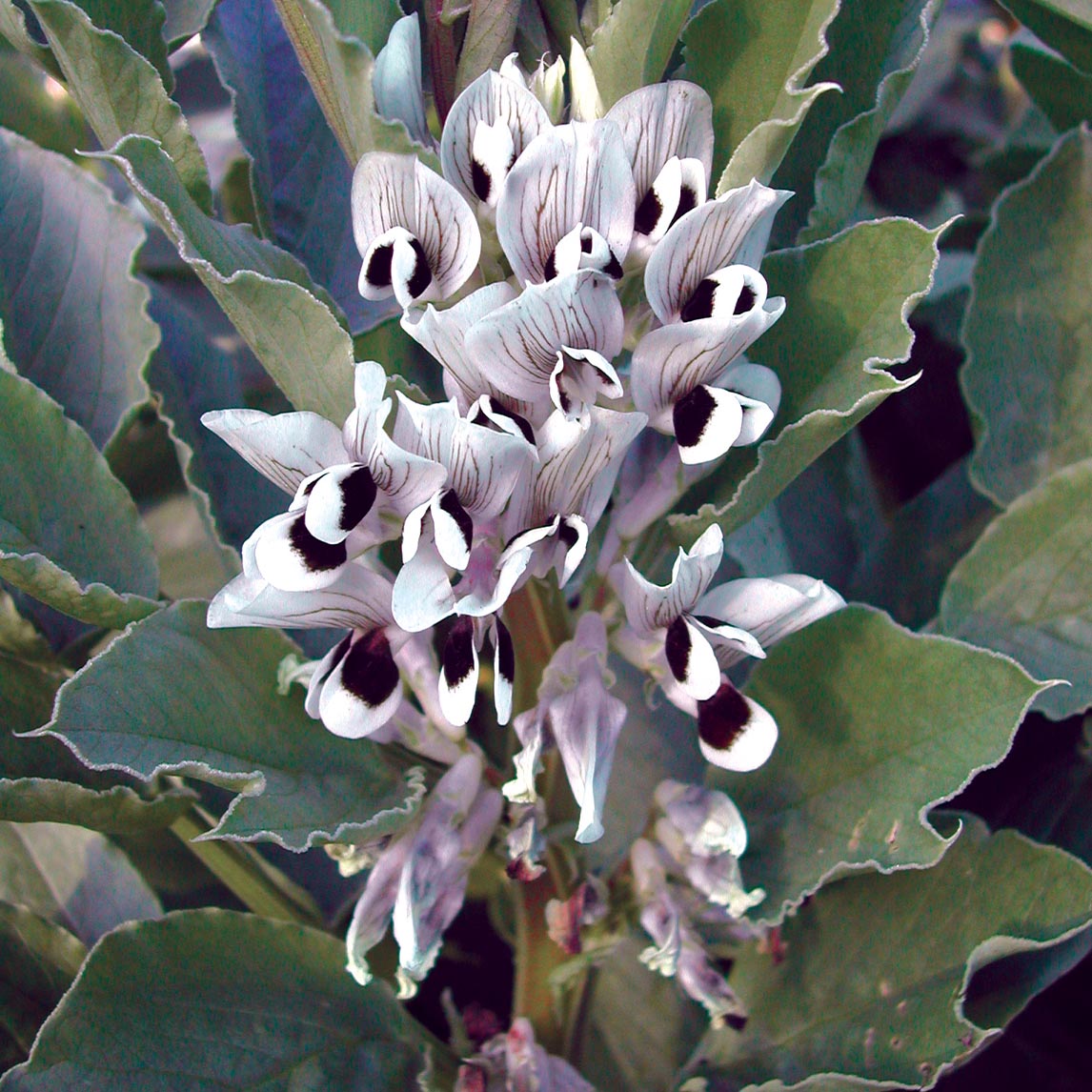 Broad Bean 'Aquadulce'