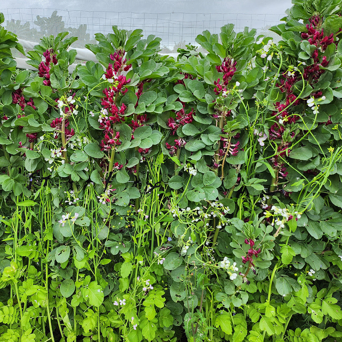 Broad Bean 'Crimson Flowered' (Organic)