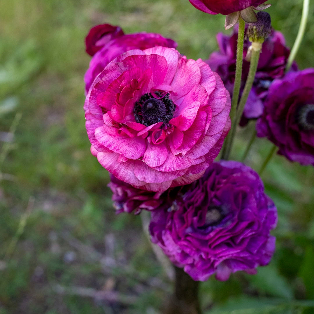 Ranunculus 'Burgundy' (20 bulbs)