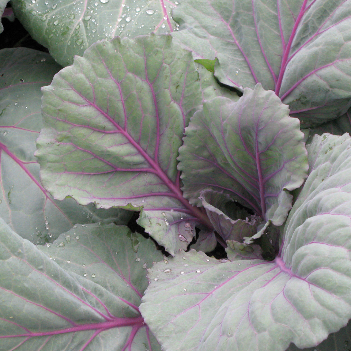 Cabbage 'Red Drumhead'