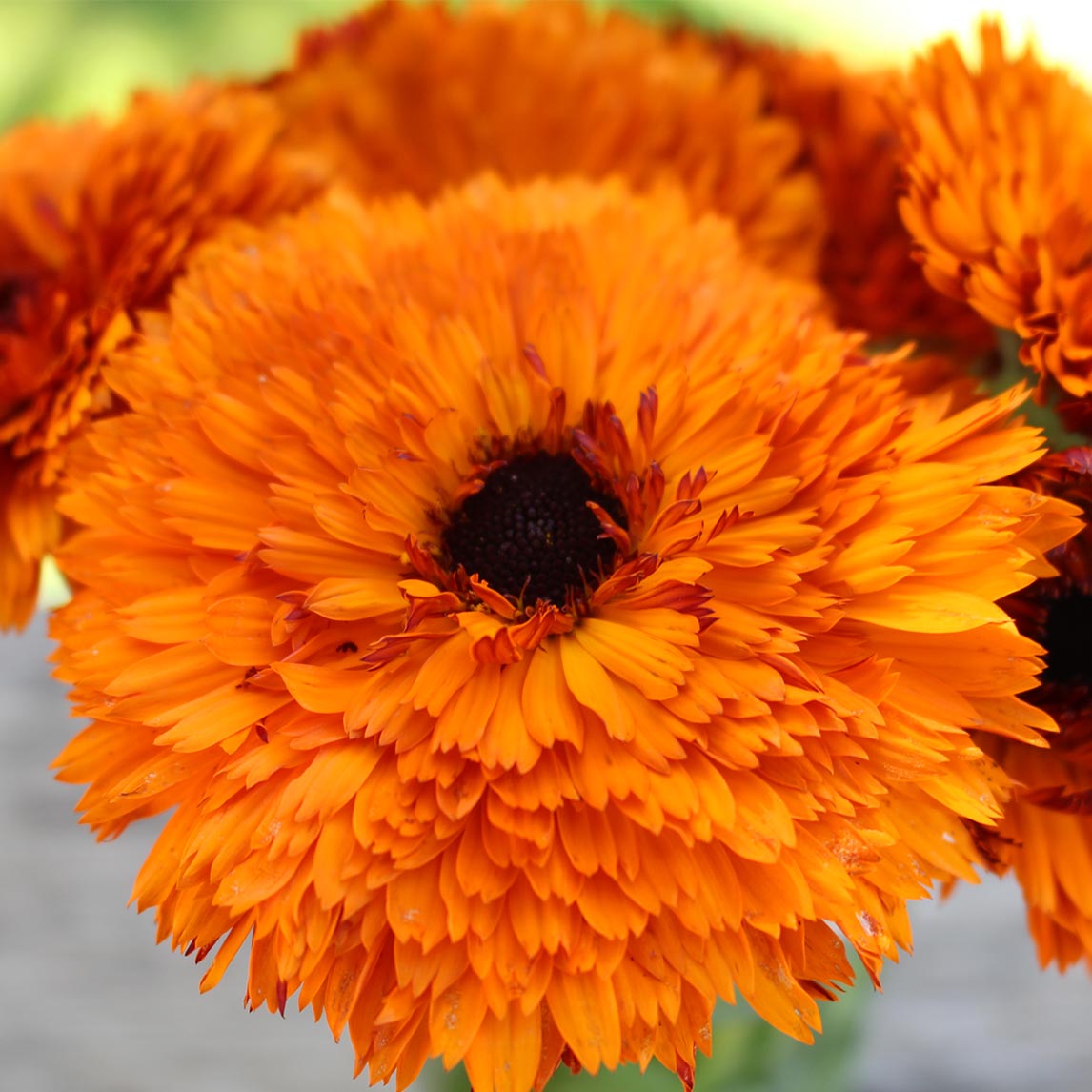 Calendula ‘Double Red’
