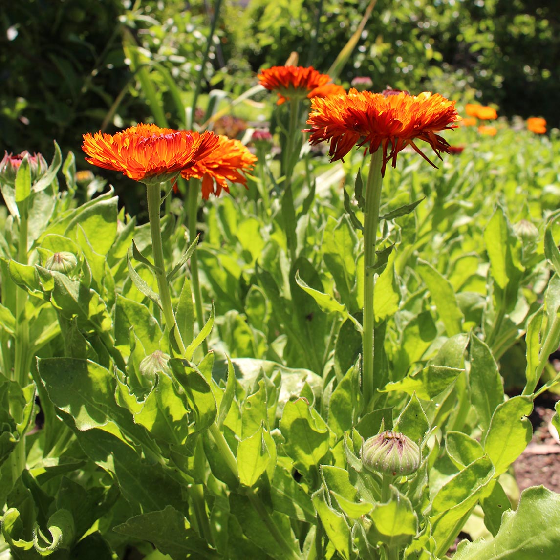 Calendula ‘Double Red’