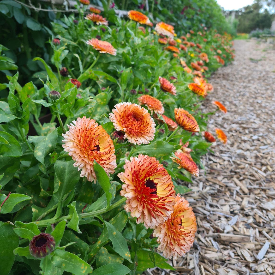 Calendula 'Pink Surprise'