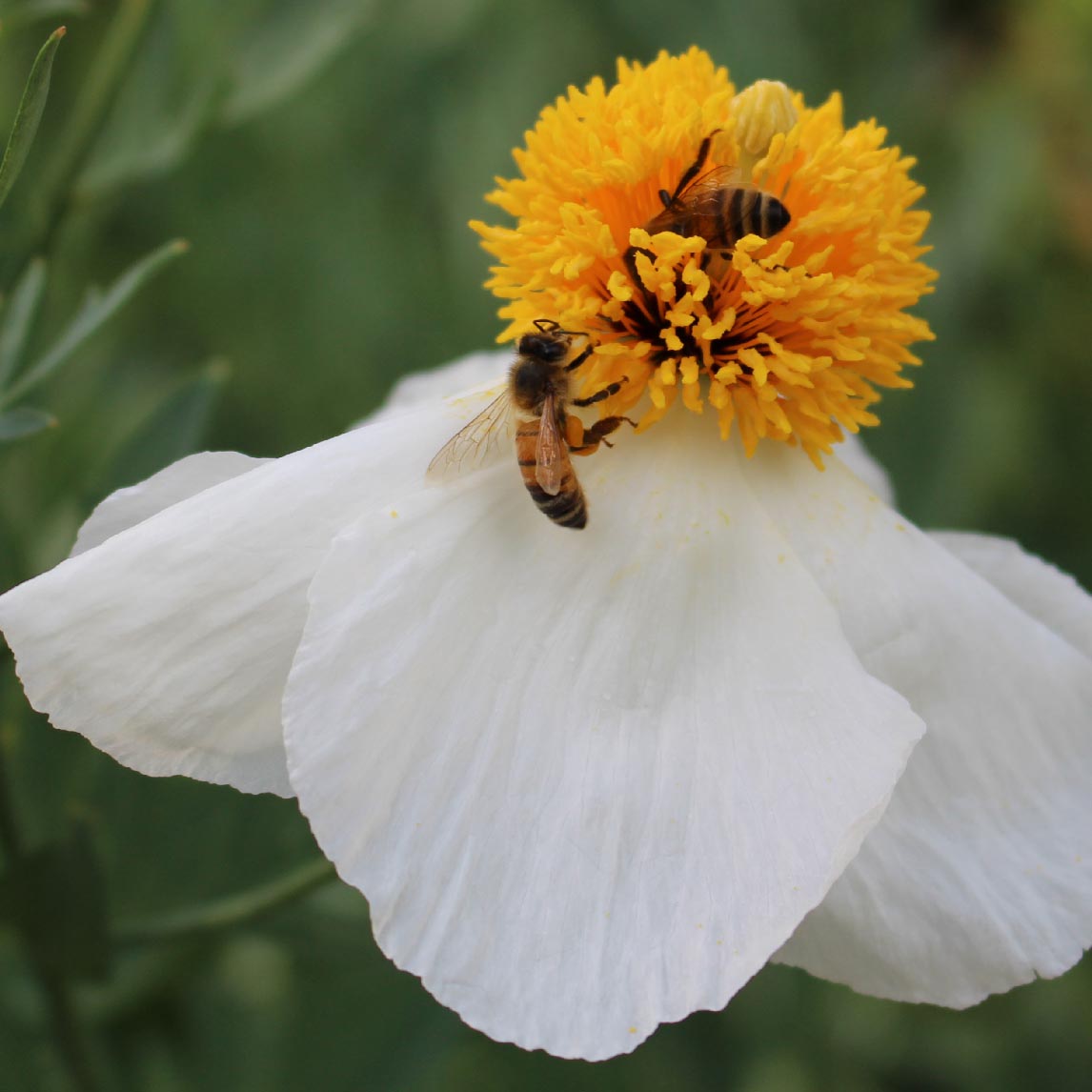 Californian Tree Poppy