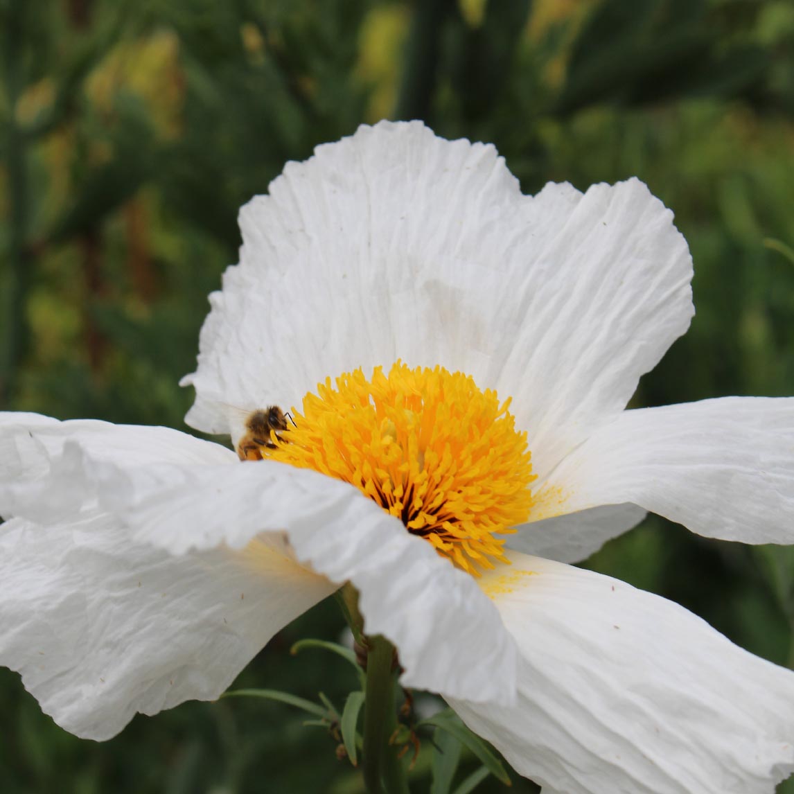 Californian Tree Poppy