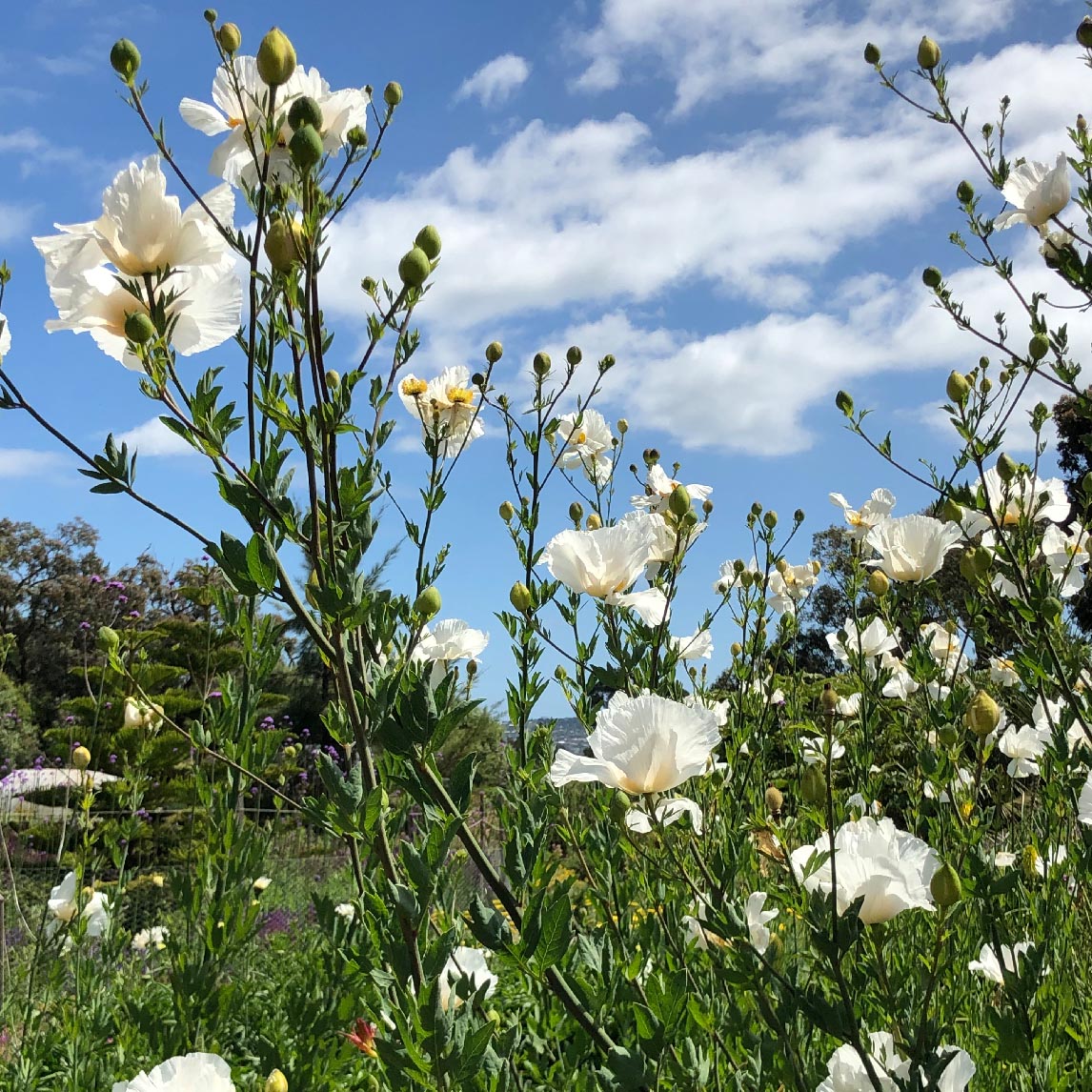 Californian Tree Poppy