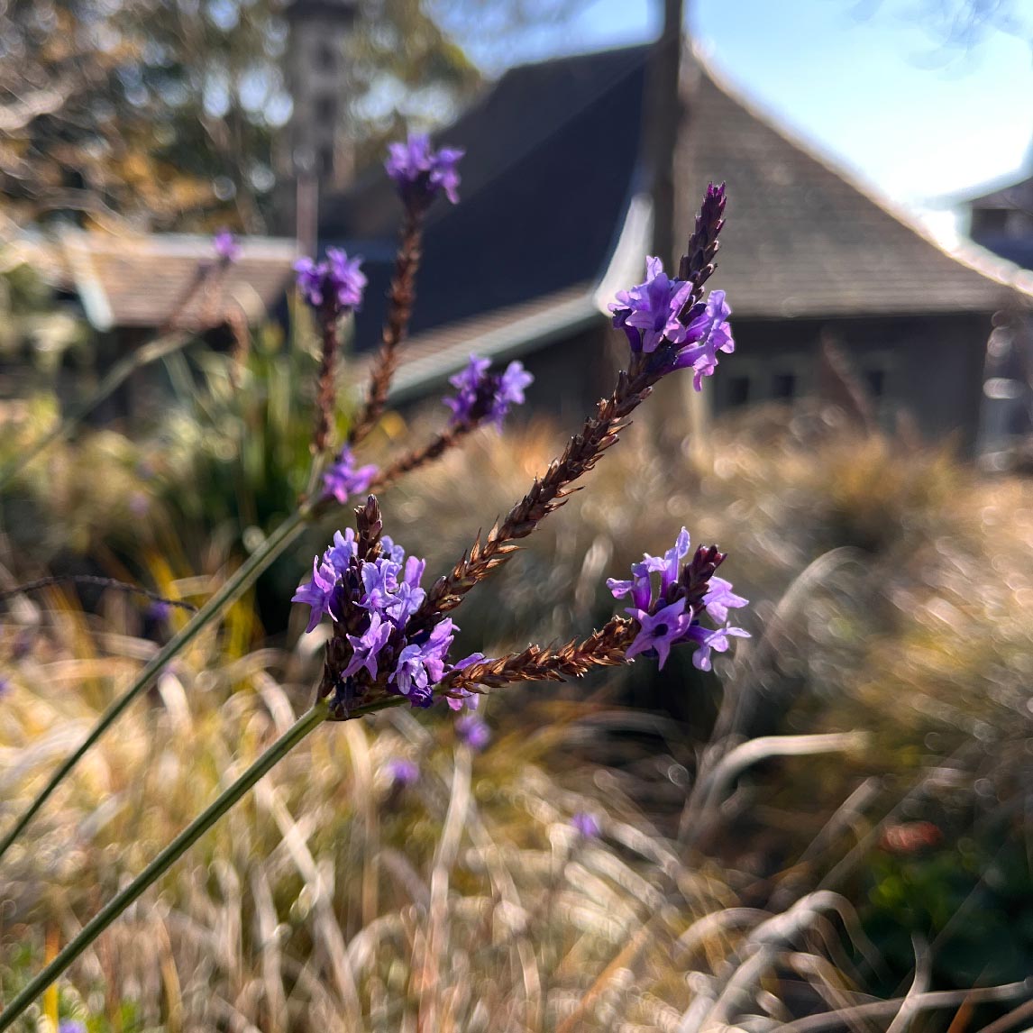 Canary Island Lavender