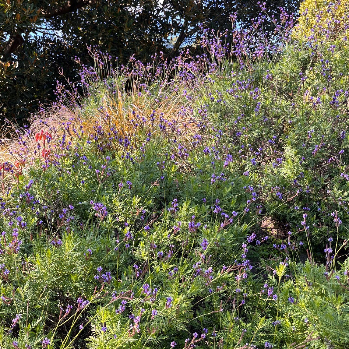 Canary Island Lavender