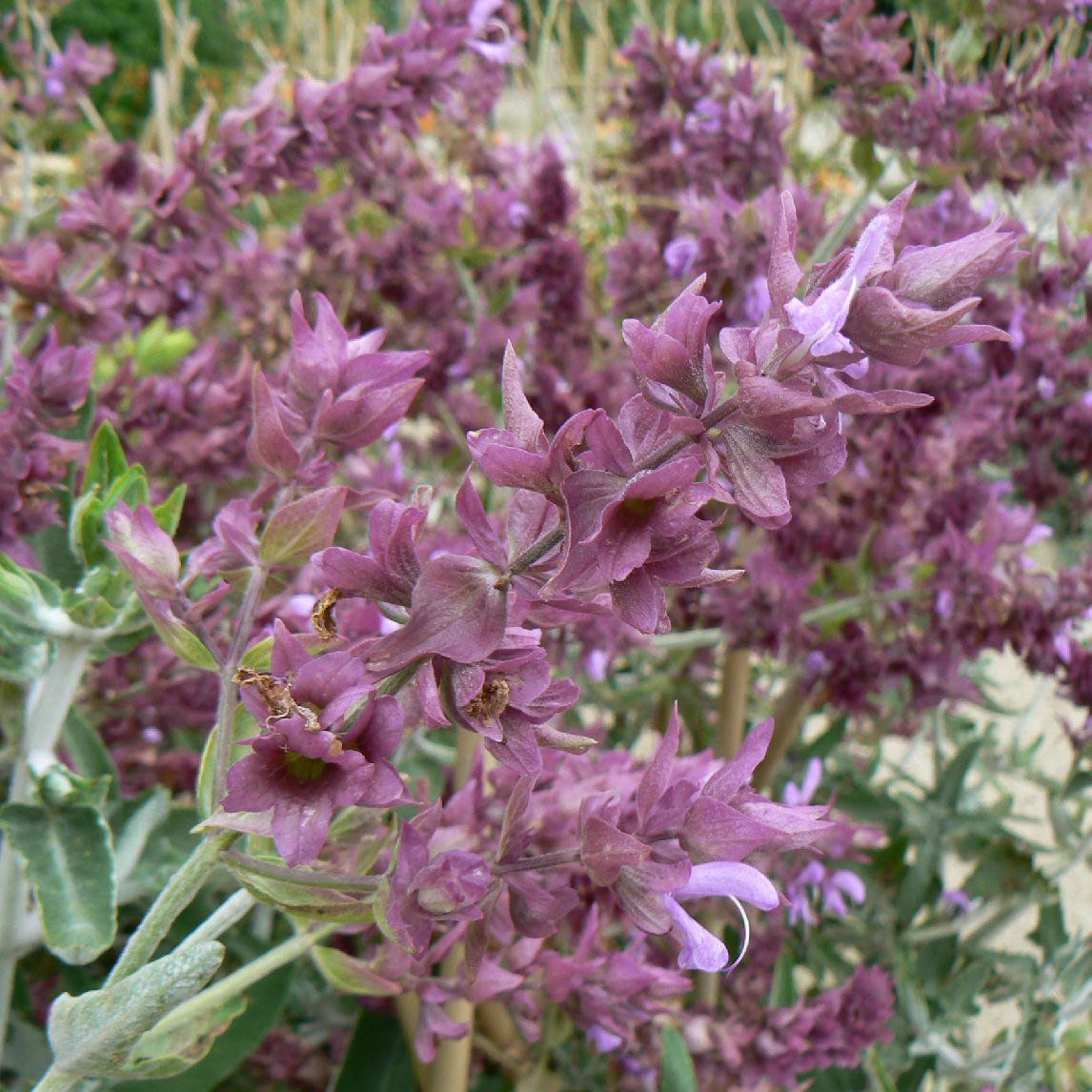 Canary Island Sage