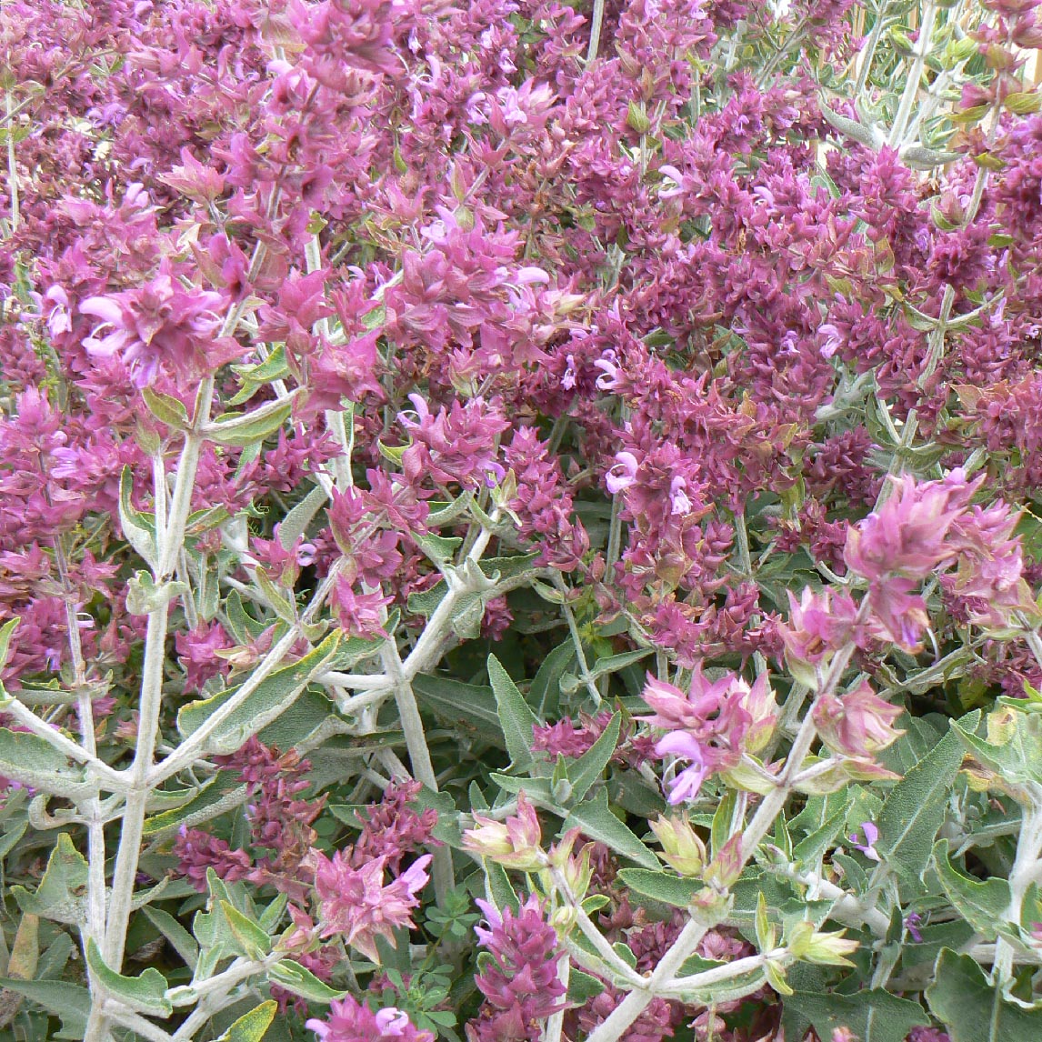 Canary Island Sage