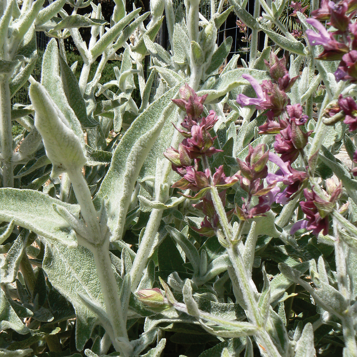 Canary Island Sage